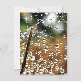 Gefallener Zaun im Taub, Spinnennetz Postkarte