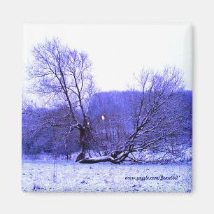 Gefallenes Baum-Blau Magnet