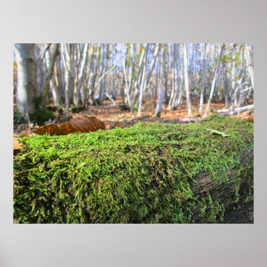 Gefällter Baum in Herbstmoos - Personalisiert Poster (Vorne)
