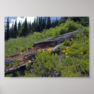 Gefällter Baum und wilde Bergblumen Poster