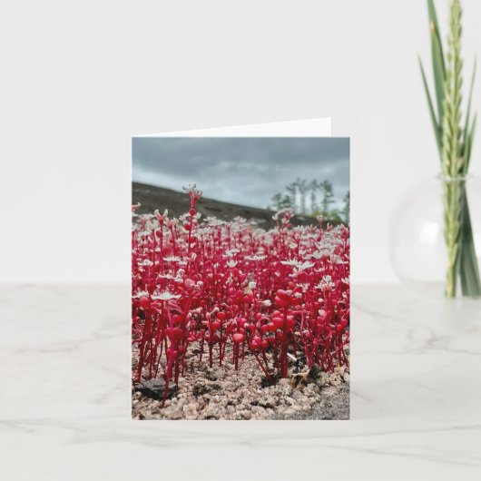 Gefaltete Grußkarte mit Wildblume Foto. Karte (Vorderseite)