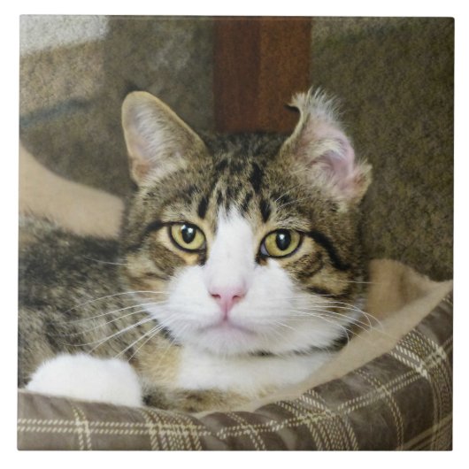 gefangen fliese (Vorderseite)