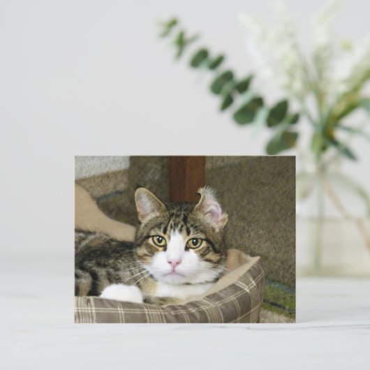 gefangen postkarte (Stehend Vorderseite)