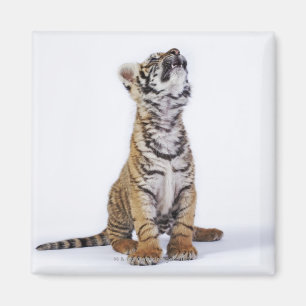 Gefangen, Südafrika Magnet