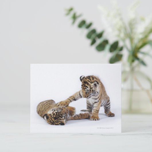 Gefangen, Südafrika Postkarte (Stehend Vorderseite)