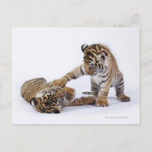 Gefangen, Südafrika Postkarte