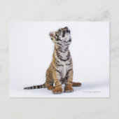 Gefangen, Südafrika Postkarte (Vorderseite)