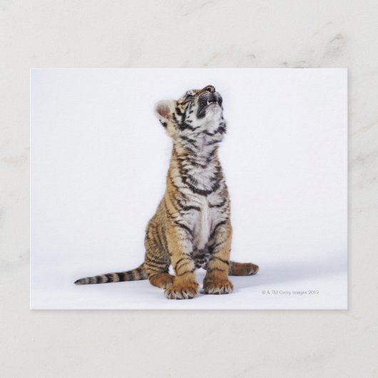 Gefangen, Südafrika Postkarte (Vorderseite)