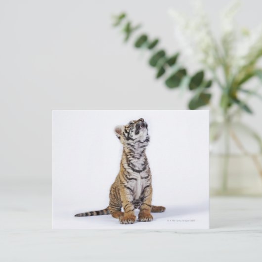 Gefangen, Südafrika Postkarte (Stehend Vorderseite)