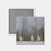 Gefangene, Duluth, Minnesota, USA 2 Magnet (Vorderseite/Rückseite)