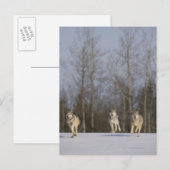 Gefangene, Duluth, Minnesota, USA 2 Postkarte (Vorne/Hinten)