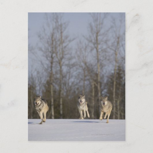 Gefangene, Duluth, Minnesota, USA 2 Postkarte (Vorderseite)