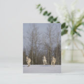 Gefangene, Duluth, Minnesota, USA 2 Postkarte (Stehend Vorderseite)