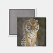 Gefangene, Duluth, Minnesota, USA Magnet (Vorderseite/Rückseite)