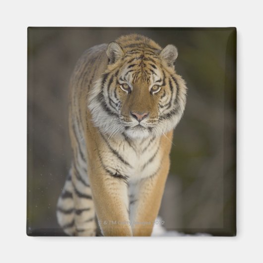 Gefangene, Duluth, Minnesota, USA Magnet (Vorne)