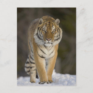 Gefangene, Duluth, Minnesota, USA Postkarte