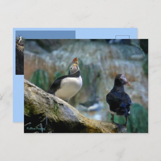 Gefangene Puffins/Nesting, Haystack Rock Postkarte (Vorne/Hinten)