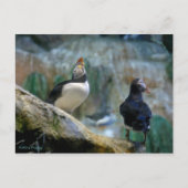 Gefangene Puffins/Nesting, Haystack Rock Postkarte (Vorderseite)