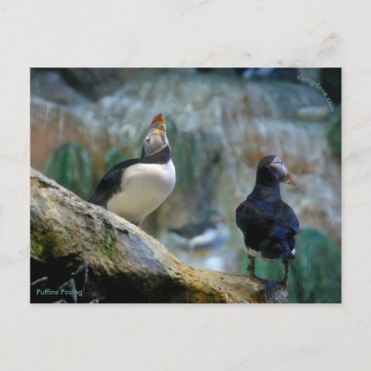 Gefangene Puffins/Nesting, Haystack Rock Postkarte (Vorderseite)