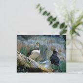 Gefangene Puffins/Nesting, Haystack Rock Postkarte (Stehend Vorderseite)