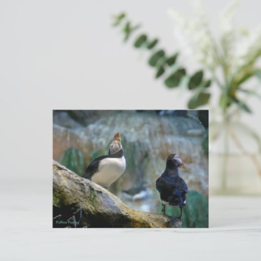 Gefangene Puffins/Nesting, Haystack Rock Postkarte (Stehend Vorderseite)