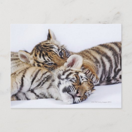 Gefangene, Südafrika 4 Postkarte (Vorderseite)