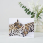 Gefangene, Südafrika 4 Postkarte (Stehend Vorderseite)