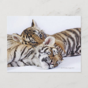 Gefangene, Südafrika 4 Postkarte