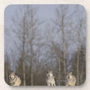 Gefangener, Duluth, Minnesota, USA 2 Getränkeuntersetzer