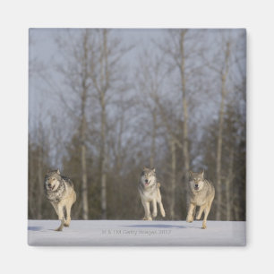 Gefangener, Duluth, Minnesota, USA 2 Magnet