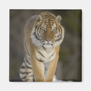 Gefangener, Duluth, Minnesota, USA Magnet