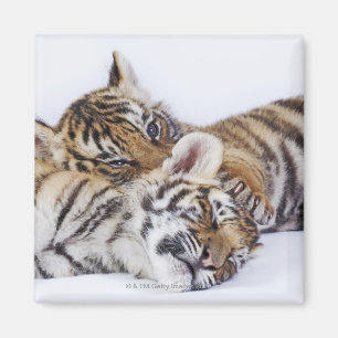 Gefangener, Südafrika 4 Magnet