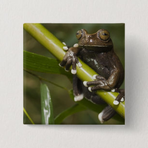 Gefangener Tapichalaca-Laubfrosch Hyloscirtus 2 Button