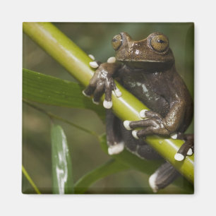 Gefangener Tapichalaca-Laubfrosch Hyloscirtus 2 Magnet