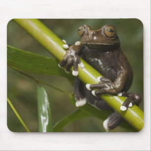 Gefangener Tapichalaca-Laubfrosch Hyloscirtus 2 Mousepad