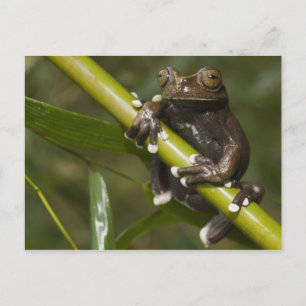 Gefangener Tapichalaca-Laubfrosch Hyloscirtus 2 Postkarte