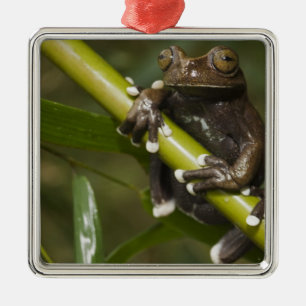 Gefangener Tapichalaca-Laubfrosch Hyloscirtus 2 Silbernes Ornament