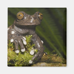 Gefangener Tapichalaca-Laubfrosch Hyloscirtus 3 Magnet
