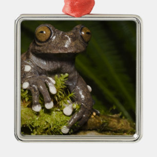 Gefangener Tapichalaca-Laubfrosch Hyloscirtus 3 Silbernes Ornament