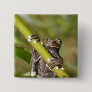 Gefangener Tapichalaca-Laubfrosch Hyloscirtus Button
