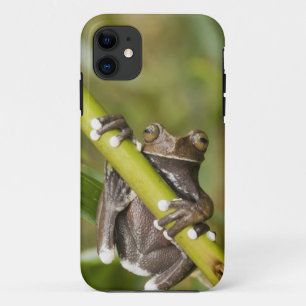 Gefangener Tapichalaca-Laubfrosch Hyloscirtus Case-Mate iPhone Hülle