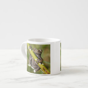 Gefangener Tapichalaca-Laubfrosch Hyloscirtus Espressotasse