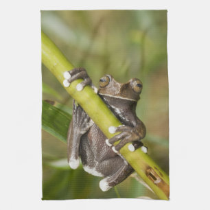 Gefangener Tapichalaca-Laubfrosch Hyloscirtus Handtuch
