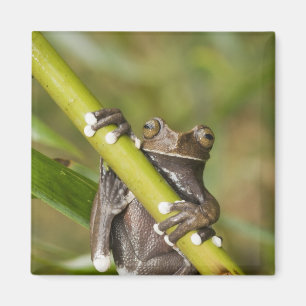 Gefangener Tapichalaca-Laubfrosch Hyloscirtus Magnet