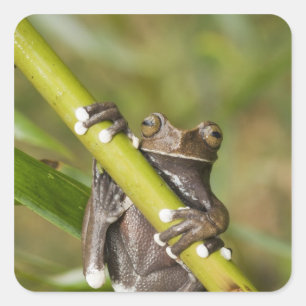 Gefangener Tapichalaca-Laubfrosch Hyloscirtus Quadratischer Aufkleber