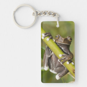Gefangener Tapichalaca-Laubfrosch Hyloscirtus Schlüsselanhänger