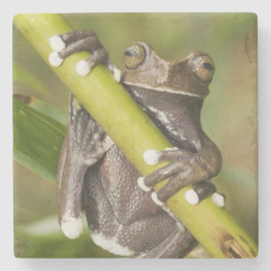 Gefangener Tapichalaca-Laubfrosch Hyloscirtus Steinuntersetzer