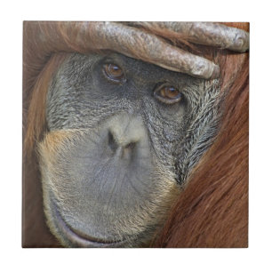 Gefangener weiblicher Sumatran Orang-Utan Fliese