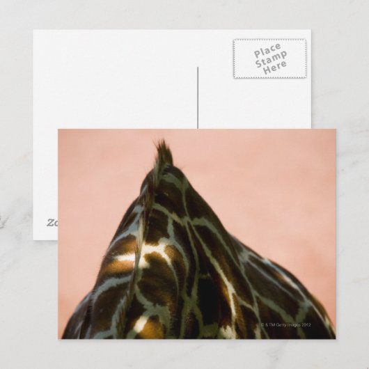 Gefangenes Tier Postkarte (Vorne/Hinten)