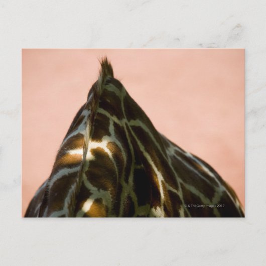 Gefangenes Tier Postkarte (Vorderseite)